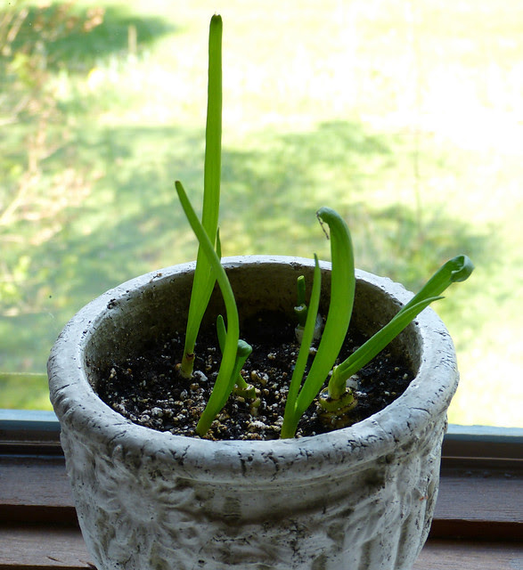 The Eternal Spring Onion - Grow Your Own