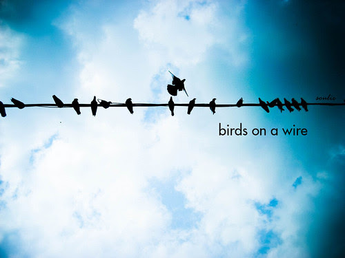 Birds on wire