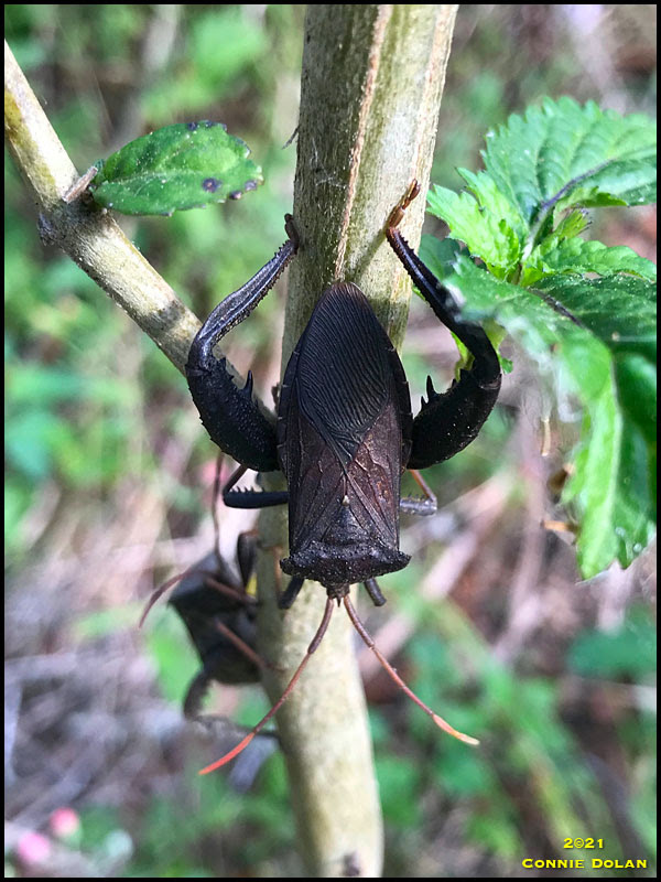 Leaf-footed Bug