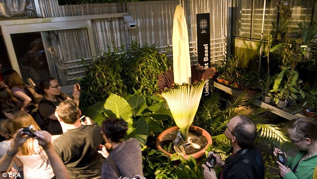 titan arum amorphophallus titanum. Crowds capture Titan Arum