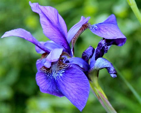 See auto and home insurance options from farmers insurance, plus consumer complaints and satisfaction ratings in this 2021 review. siberian iris in my garden | Old Farmer's Almanac