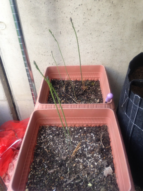 プランターに種まきしたアスパラガスの芽が伸びてきた プランターでの野菜栽培記録