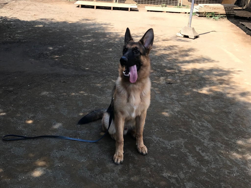 訓練中 目黒区の動物病院 アビス動物病院 スタッフブログ
