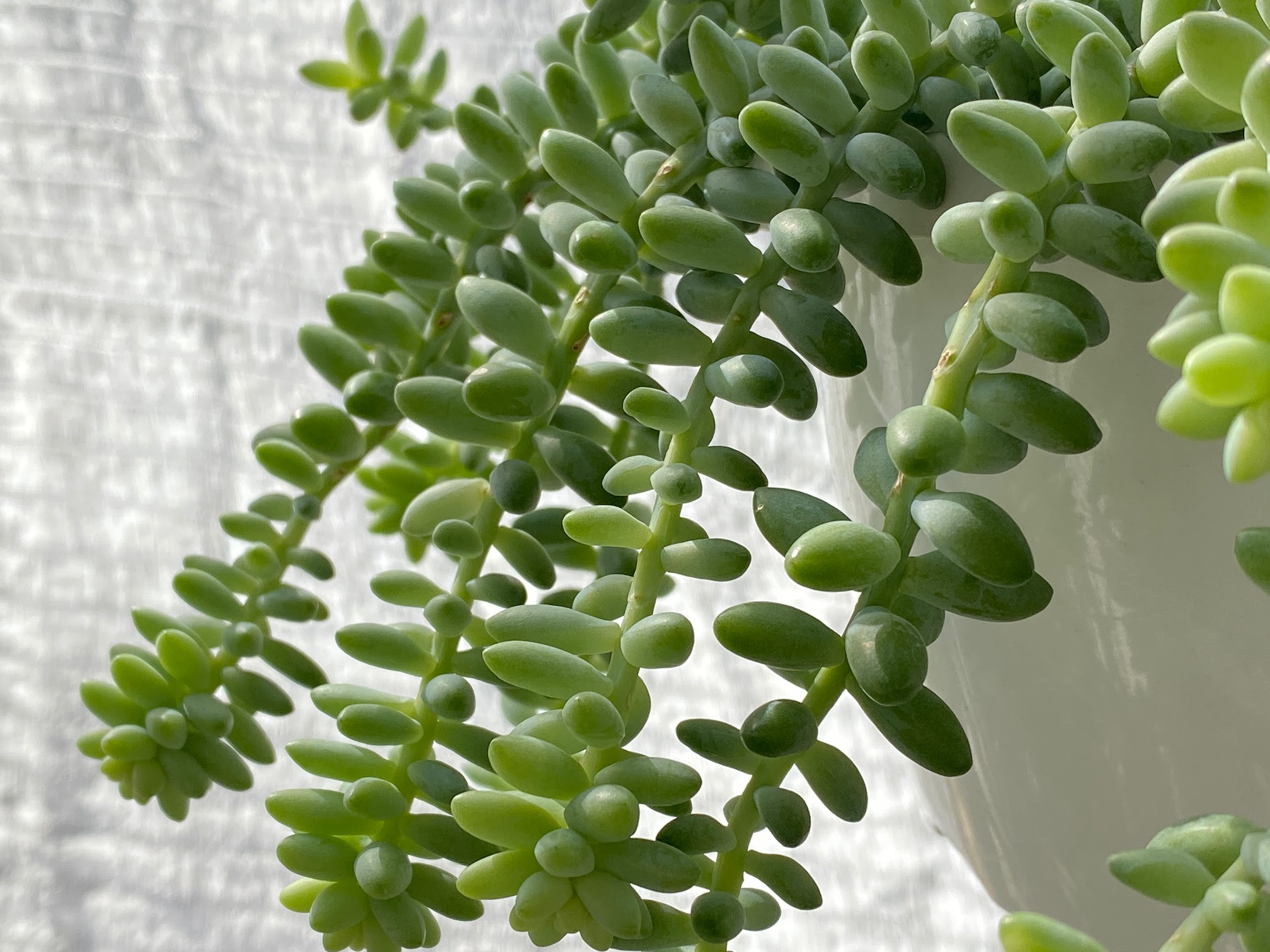多肉植物 玉つづりと新玉つづり ビアホップ の増やし方 育て方 くまパン園芸 Kobiのシークレットガーデン 観葉植物 多肉植物の育て方