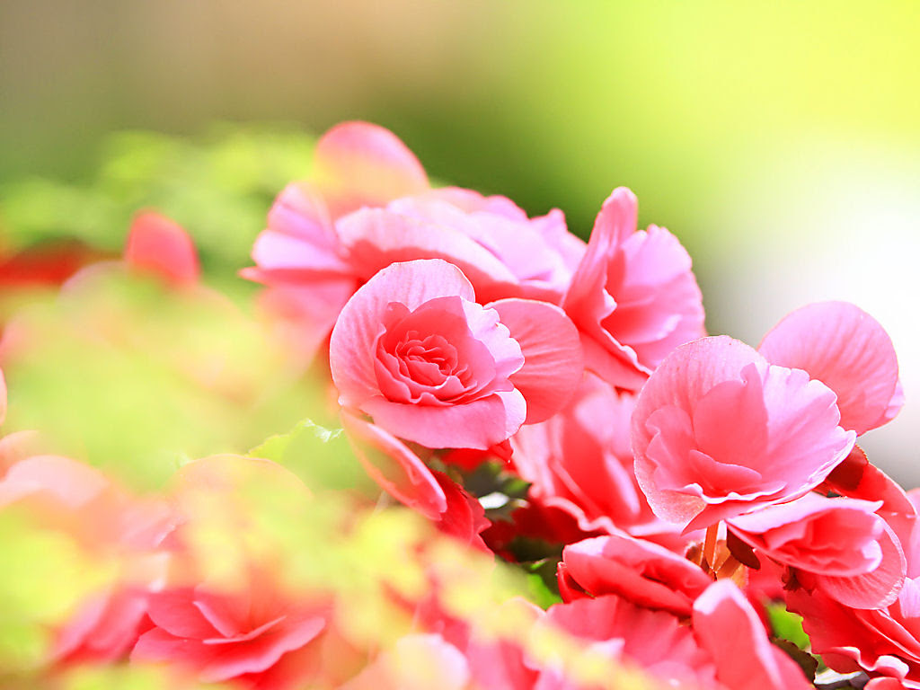 花の写真 その他花 植物 花の無料壁紙写真 花の無料写真素材 四季の花の写真集