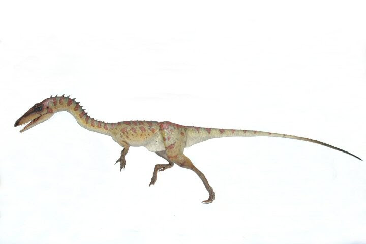 Coelophysis Pictures & Facts - The Dinosaur Database