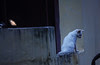 secret watcher