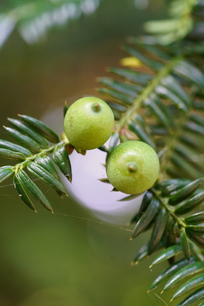 カヤの実 写真共有サイト フォト蔵