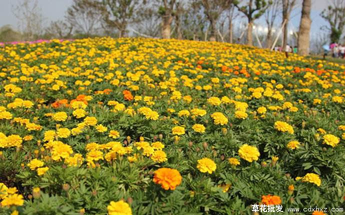 一年生草花 两年生花草和宿根草花有什么区别 四川成都伊甸园花卉