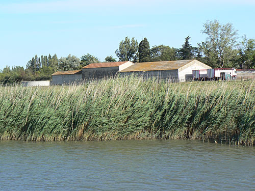 rosaeux.jpg