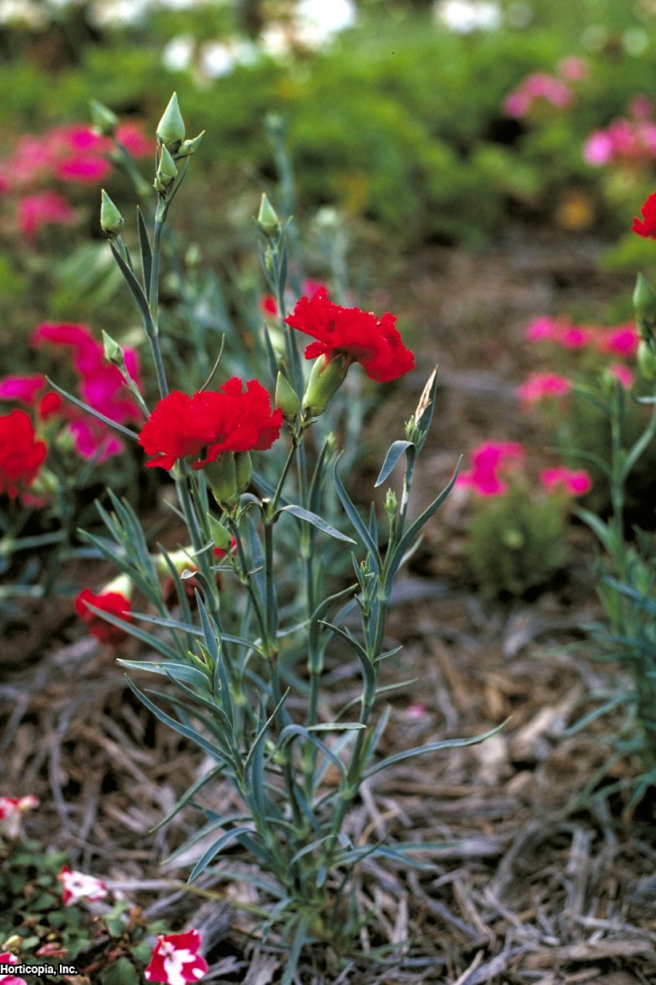 Growing Carnations | HGTV