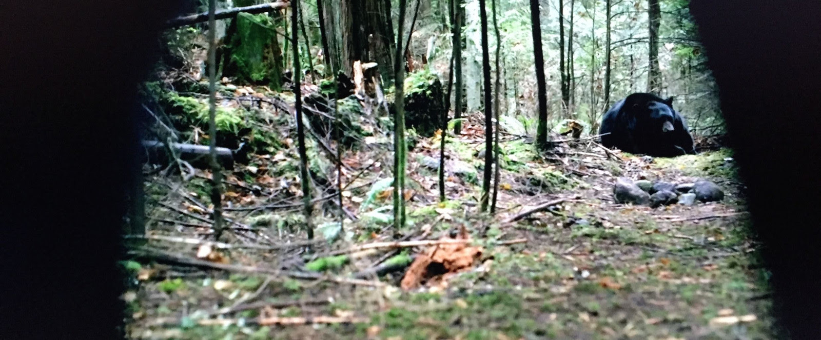 ブラックフット クマ映画 ほぼ毎のブログ