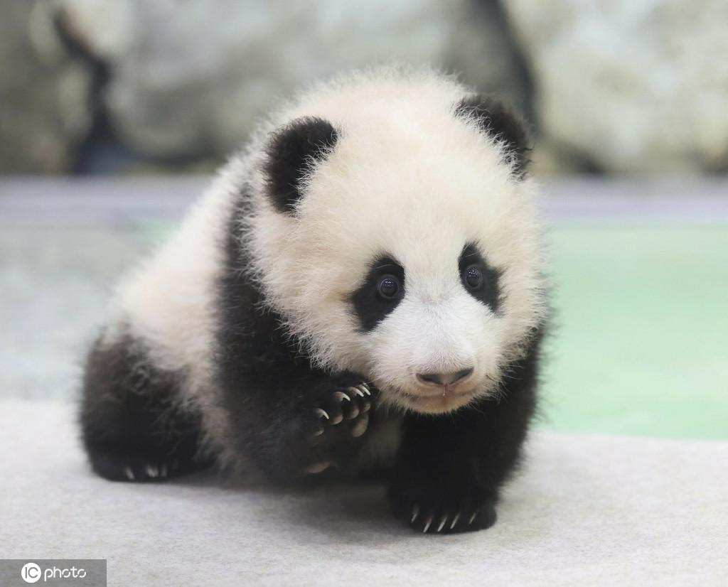 ふわふわでカワイイ 日本和歌山県白浜で飼育されている赤ちゃんパンダ公開 人民網日本語版 人民日報
