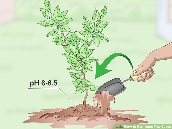 Germinate Tree Seeds Step 20.jpg