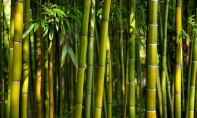 Mesin Pembelah Bambu Untuk Kerajinan Bambu Rumah Mesin Mesin Pembelah Bambu Untuk Kerajinan Bambu Rumah Mesin