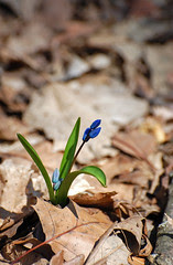 wildflower