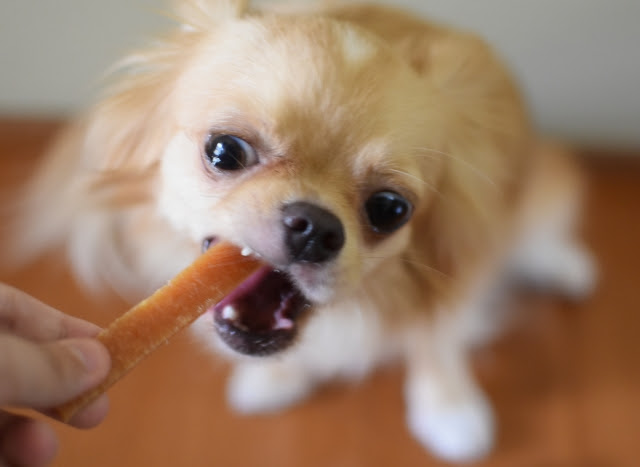獣医師監修 犬のおならの回数が多くて臭い 考えられる病気と予防法について