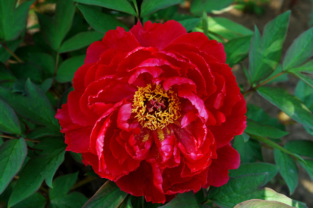 牡丹 ボタン の花言葉 4月14日の花言葉 初心者向け 園芸作業のまとめ 花のある暮らしで 心に ゆとり