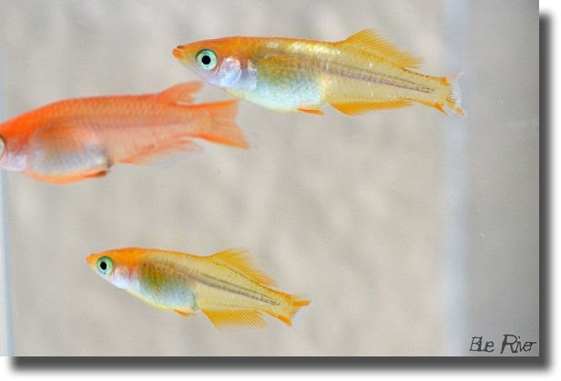 メダカの尾腐れ病 明日も釣り日和