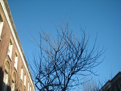 Cherry trees