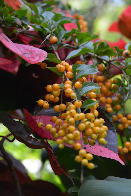 Diamond Botanical Gardens St. Lucia