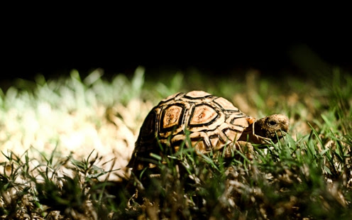 Wallpaper Collection - Nature (Part 1)