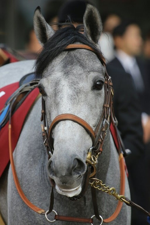 マウントロブソン引退 乗馬に 競馬まとめざんまい