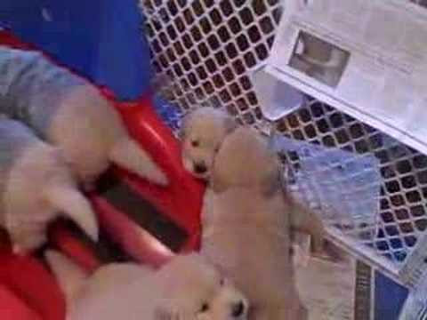 8 week old golden retriever puppy pictures. Golden Retriever Puppies--4