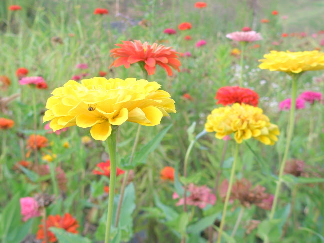 秋の花図鑑