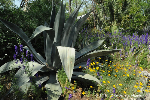 Agave and wildflowers at Rain Lily Farm