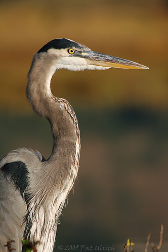 Heron portrait
