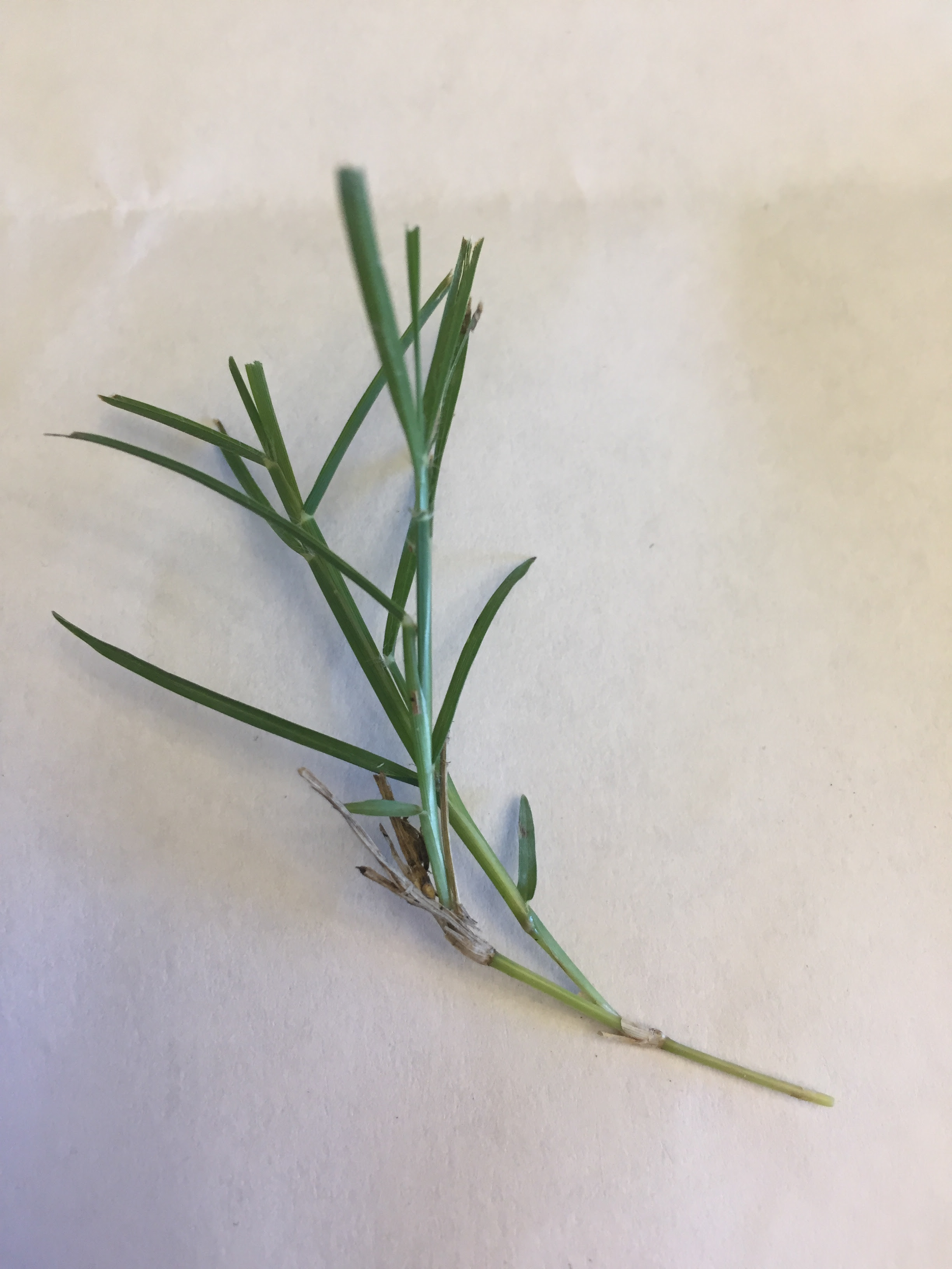 Identify This Grass Lawn Growing 2014 Crabgrass Garden Trees Grass Lawn Flowers Irrigation Landscaping City Data Forum