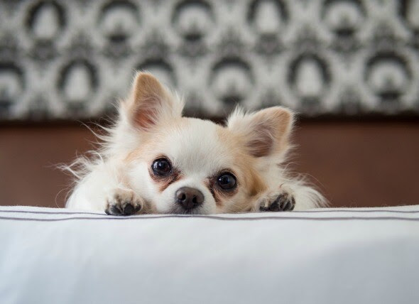 Vitamin D Poisoning in Dogs  petMD