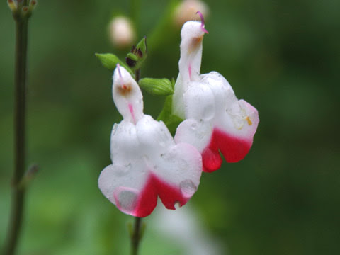 赤 春の 花 Homu Interia