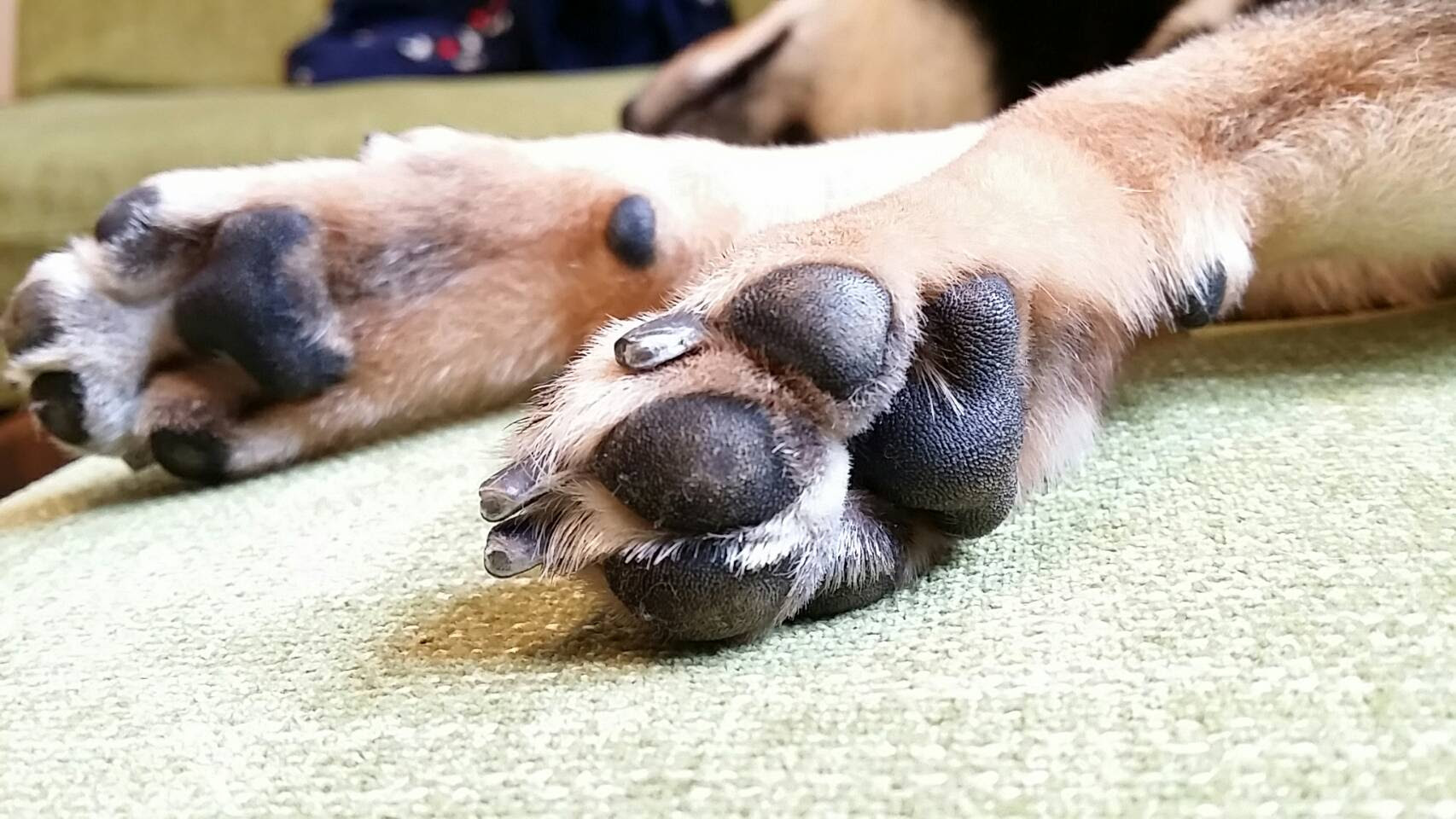 知られざる犬の肉球の役割 病気のサインやケア方法もご紹介