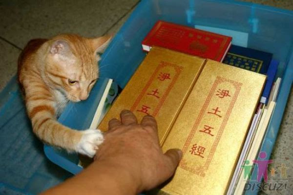 Cat That Likes to Read (14 pics)