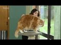 √ le plus grand chat du monde race 303582-Le plus gros chat du monde race
