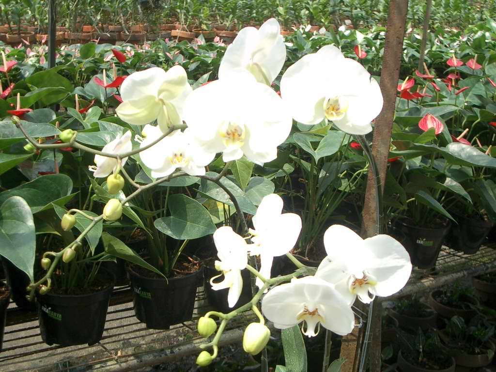 Bisnis Budidaya Tanaman Hias Bunga Anggrek Orchid Bisnis Budidaya Tanaman Hias Bunga Anggrek Orchid