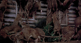 Allcinema Selection ブルーレイ 巨大生物の島