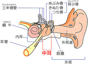 トピックス 正しい耳掃除の仕方 かみむら耳鼻咽喉科