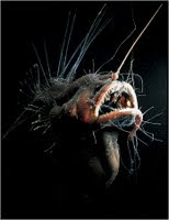 sea devil