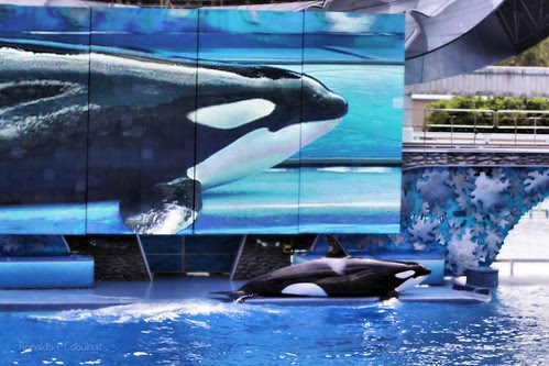 Shamu by Ronaldo F Cabuhat