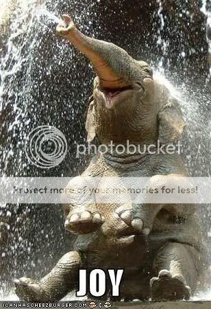 elephant Pictures, Images and Photos