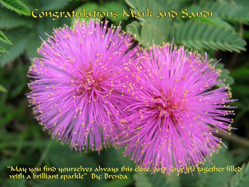 Do you say congratulations best wishes wedding