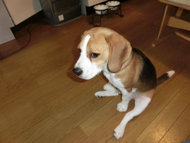 タイヤ 批評 感じる 可愛い ビーグル 犬 Iafflocal1596 Org