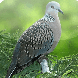 10 Cara Membuat Burung Tekukur Rajin Bunyi Arenahewan Com
