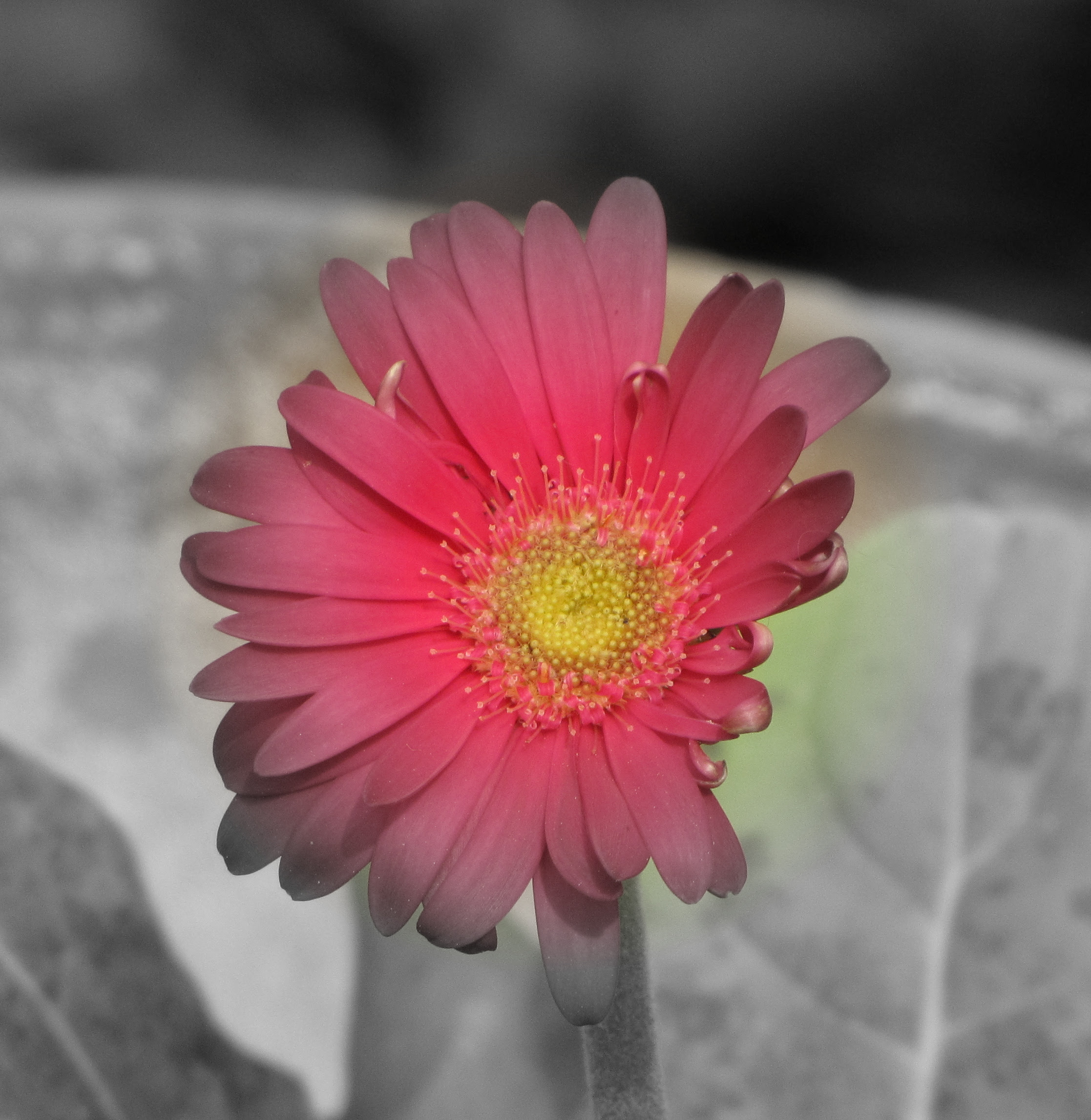 Red Gerbera