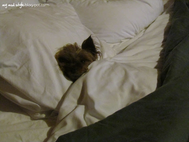 muffins bed logo