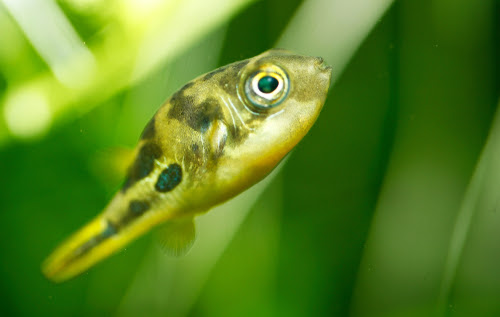アベニーパファーの混泳について コリドラスやメダカと混泳できる 熱帯魚 淡水魚 海水魚の図鑑