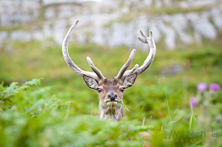 5 Beginner Tips to Help You Find Animals for Wildlife Photography